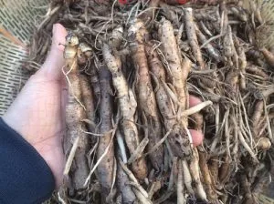Cách sử dụng sâm cau khô và những người nên dùng