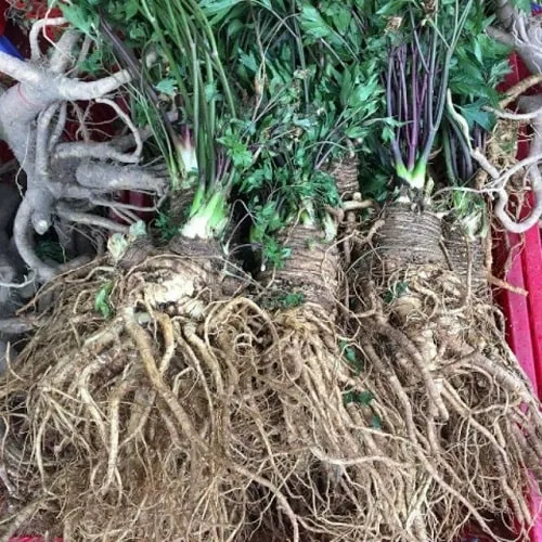 Đương quy mang lại nhiều tác dụng cho sức khỏe