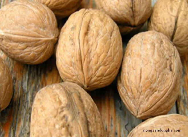 mua qua oc cho nguyen hat