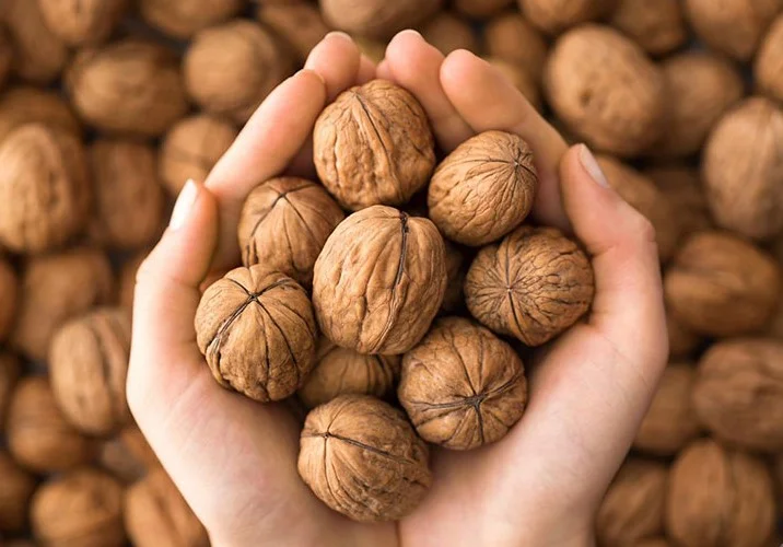 mua qua oc cho nguyen hat 2