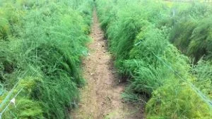 Trồng măng tây đem lại kinh tế cao cho gia đình, tại sao không?