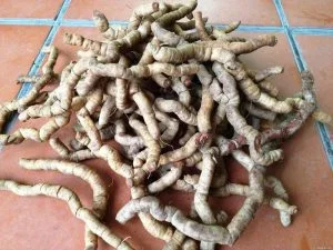 Cách để nhận biết củ ba kích có chất lượng tốt nhất?