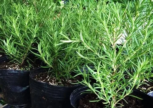 mon-an-ngon-voi-la-huong-thao-min