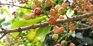 Khám phá những công dụng bất ngờ của nụ vối cho sức khỏe vàng