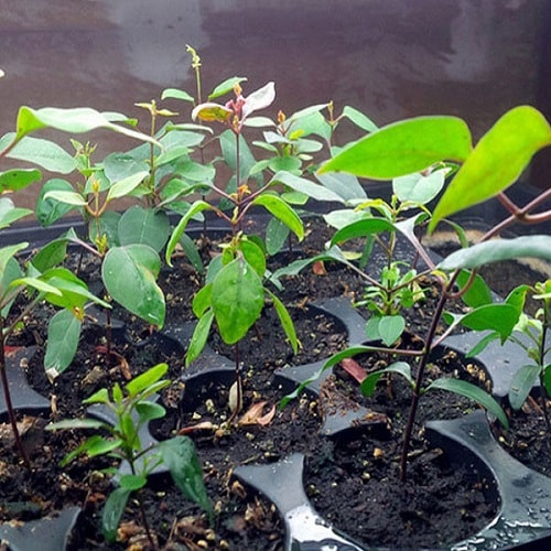 Kỹ thuật trồng cây lá giang