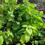 Cách trồng và chăm sóc cây lá giang tốt quanh năm