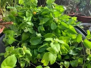 Cách trồng và chăm sóc cây lá giang cực dễ có lá giang dùng quanh năm