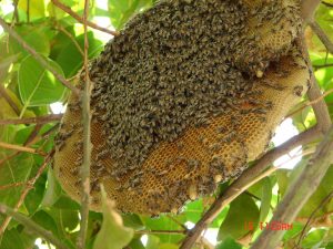 Mật ong rừng nguyên chất có để được lâu không?