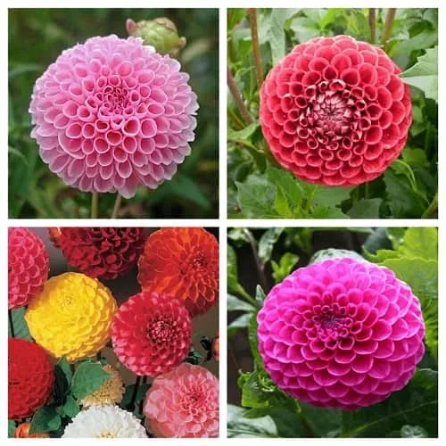 hoa-thuoc-duoc-trong-bang-hat-giong-1-min