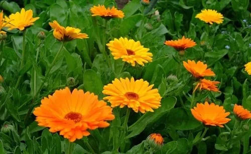 mua-hat-giong-hoa-cuc-xuxi