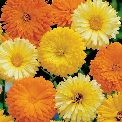 mua-hat-giong-hoa-cuc-xuxi