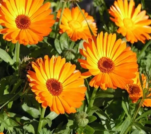 mua-hat-giong-hoa-cuc-xuxi-min-min