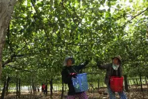 Tham quan vườn táo ninh thuận với những trải nghiệm thú vị cho du khách