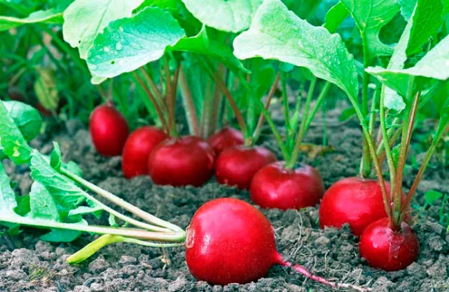 Củ cải đỏ nấu cháo món ăn rất tố cho bé ăn dặm Củ cải đỏ nấu cháo món ăn rất tố cho bé ăn dặm