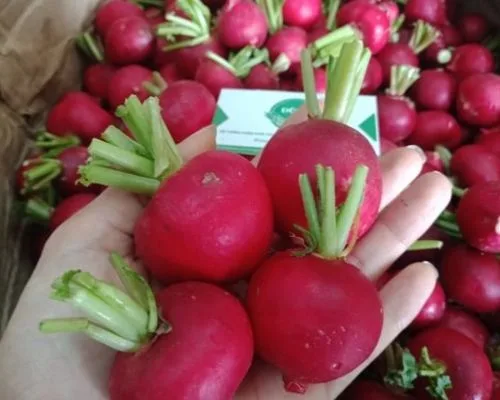 Khi nào nên ăn cháo củ cải đỏ