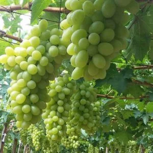 Tìm hiểu về Nho xanh Ninh Thuận của Mr. Nho tiêu chuẩn VietGap