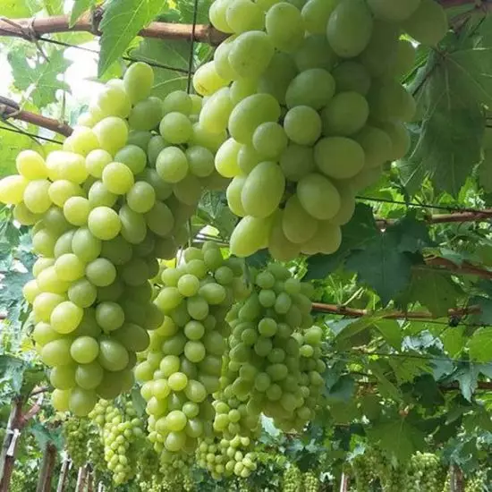 tìm hiểu nho xanh ninh thuận sạch
