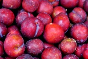 Địa chỉ bán mận Mộc Châu đầu mùa uy tín chất lượng tại Hà Nội