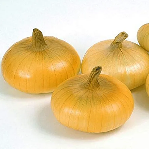 hành tây vàng có tốt không