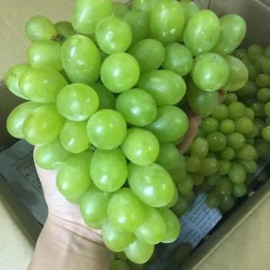 Địa chỉ bán nho xanh Ninh Thuận VietGap giá tốt tại Hà Nội?