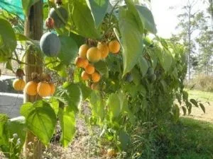 Cách kiếm tiền cực nhanh từ việc trồng các loại cây trồng này tại nhà