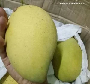 Đặc điểm xoài cát Hòa Lộc dễ nhận biết cho dân Hà thành tham khảo