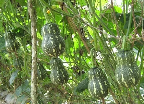 Bí đỏ hạt đậu rất phổ biến