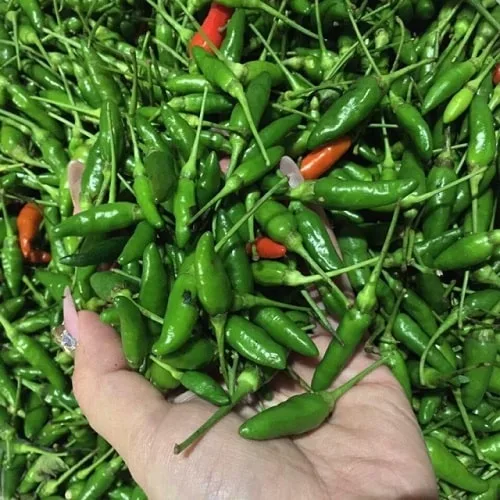 Ớt xiêm xanh đẹp mã, xanh mướt mắt