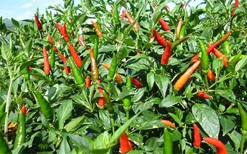 Ớt chỉ thiên vị cay nồng, làm sốt chấm cực ngon