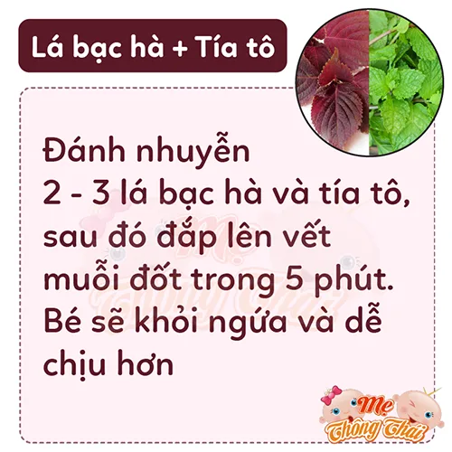 la bac ha tia to