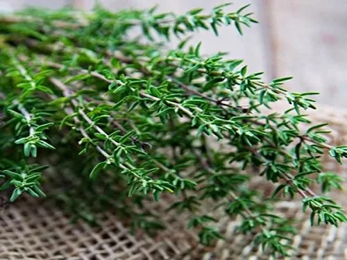 mua-hat-giong-xa-huong-tai-ha-noi