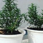 Mua hạt giống xạ hương tại Hà Nội ( mua hạt giống Thyme )