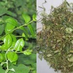 Tìm hiểu: Dây thìa canh có tác dụng gì?