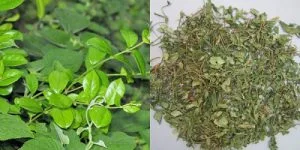 Tìm hiểu: Dây thìa canh có tác dụng gì?