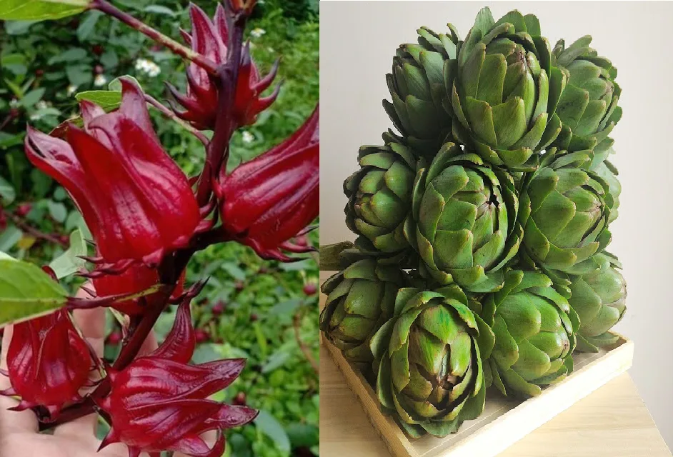 bông atiso