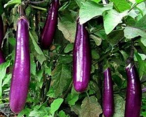 Cách làm cà tím nướng mỡ hành không béo