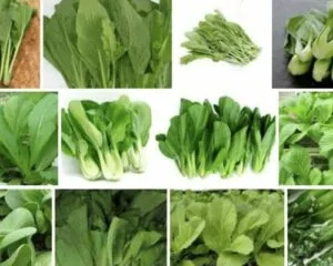 Điểm danh các loại rau cải được nhiều người sử dụng yêu thích nhất hiện nay