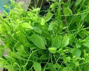 Rau sắng rừng là rau gì? Mua rau sắng rừng ở đâu?