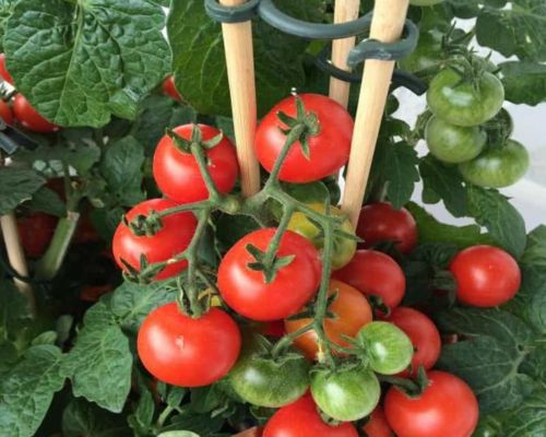 Hướng dẫn cách trồng cà chua tại nhà bằng hạt giống