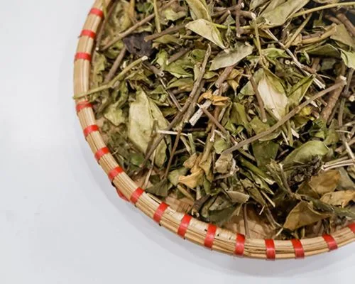 Dây thìa canh trị bệnh tiểu đường