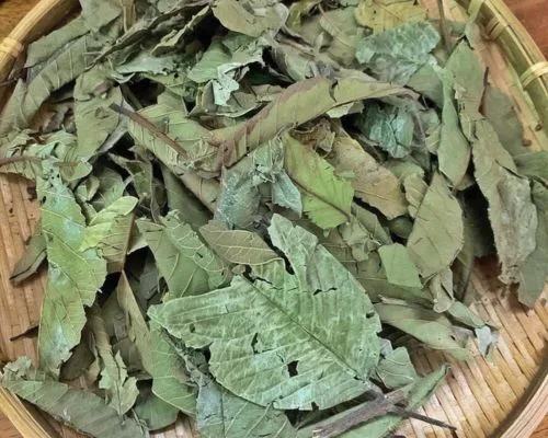 Lá ổi trị bệnh tiểu đường