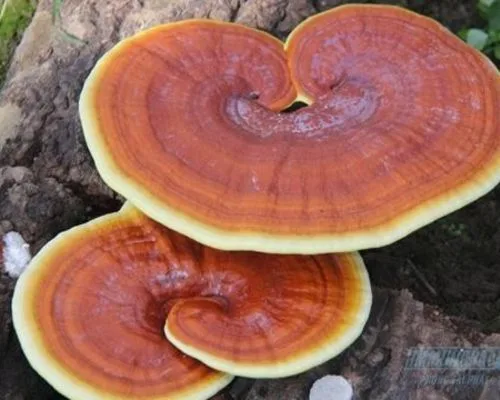 Nấm linh chi là gì?