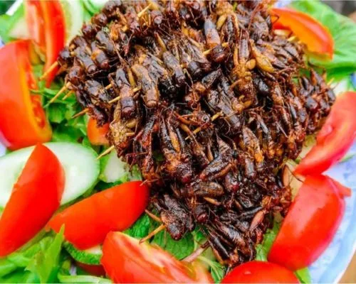 Dế chiên đặc sản KonTum