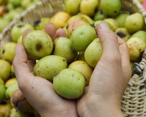 bà bầu không nên ăn táo mèo