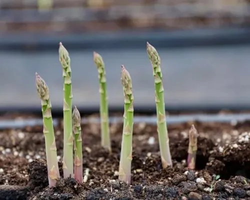 Cách chọn đất trồng măng tây