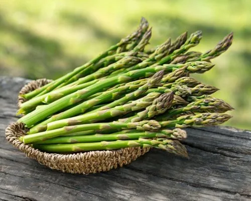 Đặc điểm măng tây