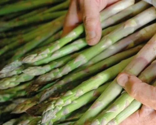 Trồng măng tây trong chậu - cách chọn măng tây