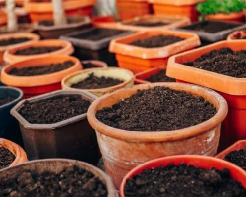 Xử lý đất trồng măng tây