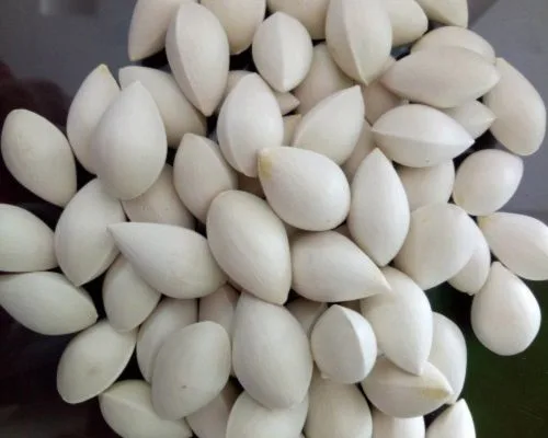 Bạch quả