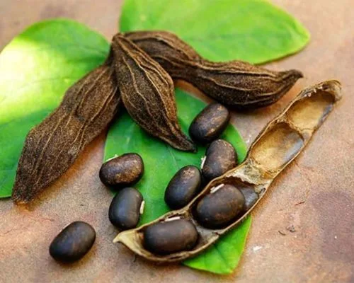 Thực phẩm tăng cường dopanime - đậu mèo rừng
